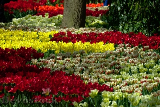 Devostock Tulips Garden Blooming Flowers 0