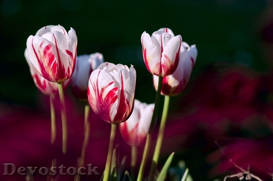 Devostock Tulips Garden Flowers Color