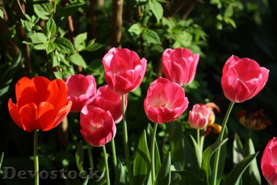 Devostock Tulips Garden Spring Nature 0