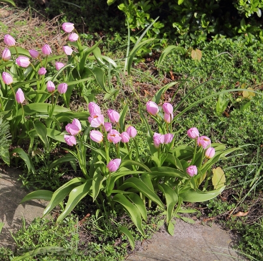 Devostock Tulips Garden Spring Plant