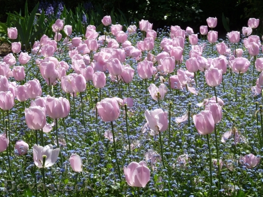 Devostock Tulips Gardening Garden Floral