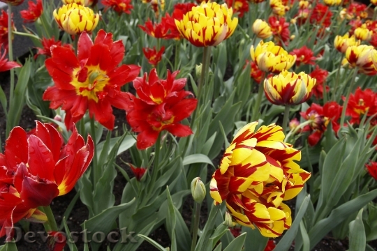 Devostock Tulips Gerber Daisy Flowers