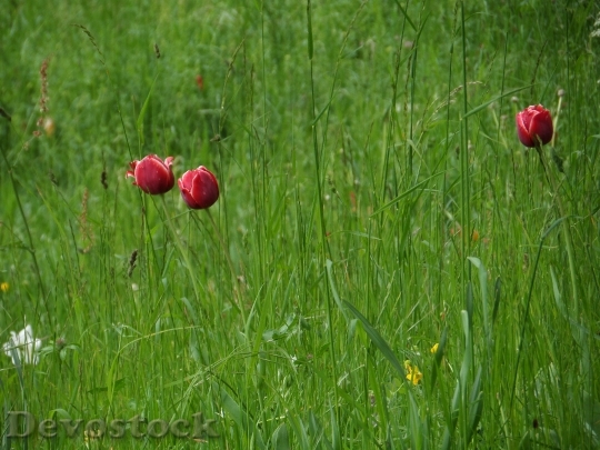 Devostock Tulips Grass Meadow Mainau