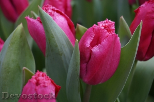 Devostock Tulips Holland B Beautiful