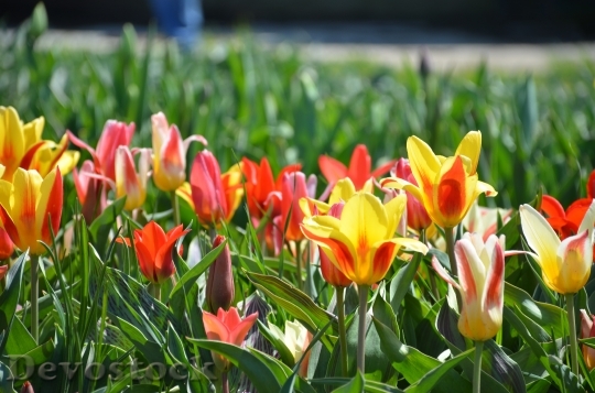 Devostock Tulips Holland Michigan Flowers 2