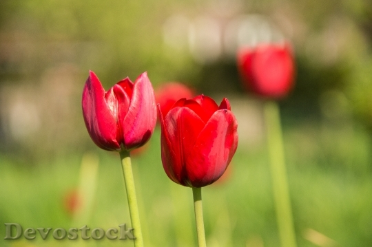 Devostock Tulips Holland Nature Spring