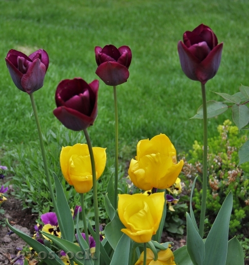 Devostock Tulips In Garden Signs