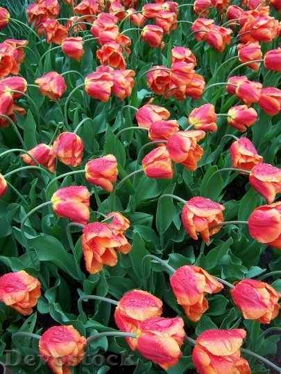 Devostock Tulips In Rain Flowers
