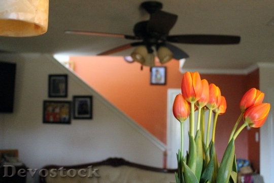 Devostock Tulips Indoors Decorations 408726