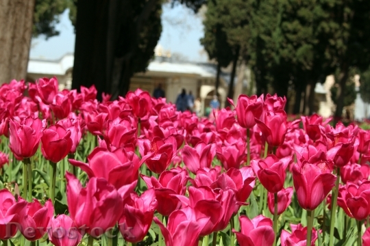 Devostock Tulips Istanbul Topkapi Palace