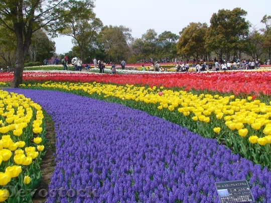 Devostock Tulips Kiso Sansen Park