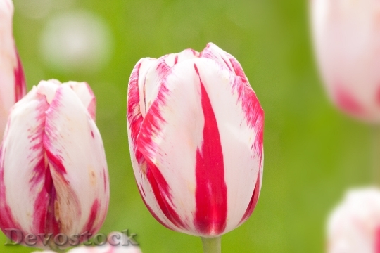 Devostock Tulips Lily Nature Flowers 0
