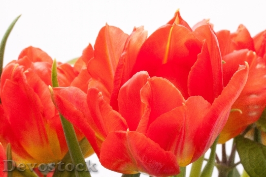 Devostock Tulips Lily Spring Nature