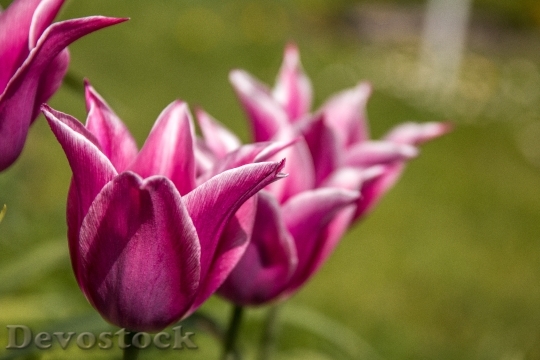 Devostock Tulips Macro Blossom Bloom