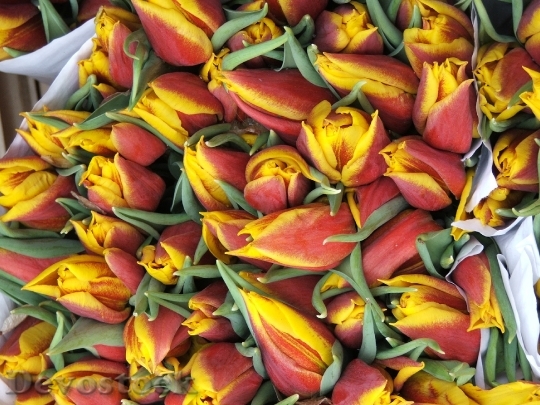 Devostock Tulips Market Floral Plants
