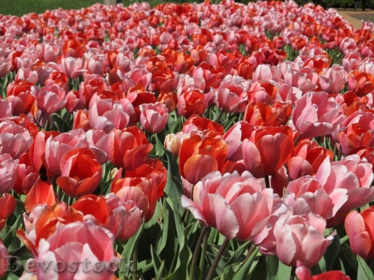 Devostock Tulips Mass Planting Flowers 0