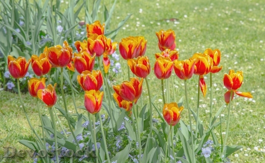 Devostock Tulips Meadow Bed Spring 1