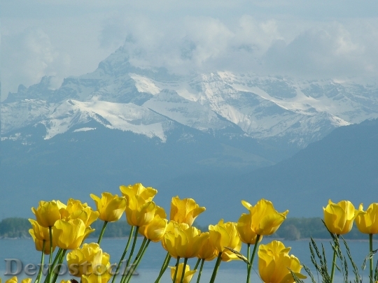Devostock Tulips Montblanc Lake Geneva