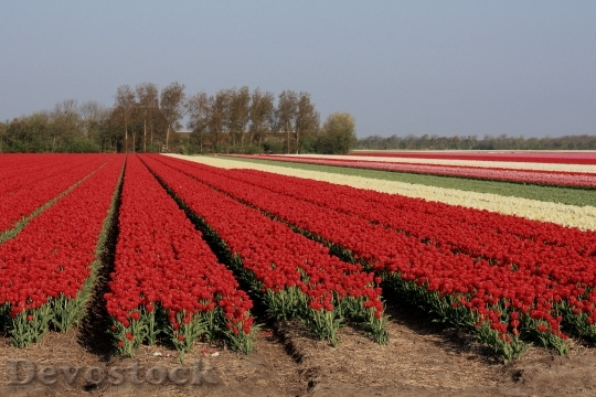 Devostock Tulips Nature Colorful Red