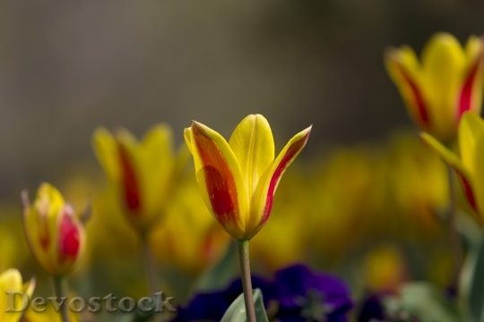 Devostock Tulips Nature Flower Yellow