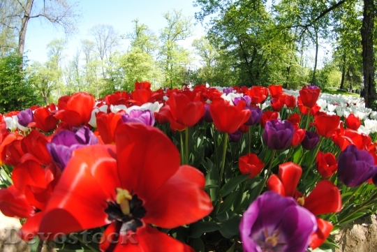 Devostock Tulips Nature Flowers Colors