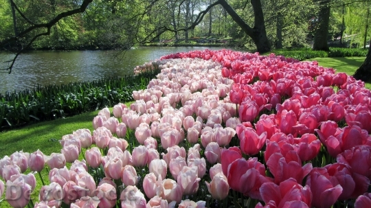 Devostock Tulips Netherlands Keukenhof Spring