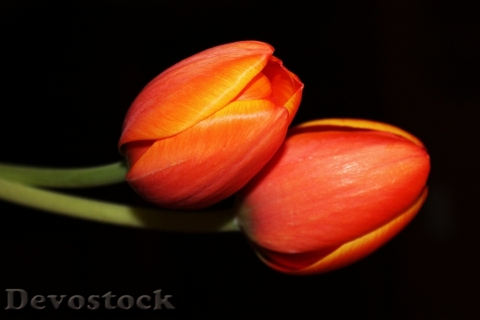 Devostock Tulips Night Flower Floral 0