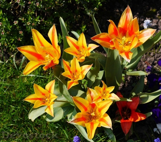 Devostock Tulips Open Sun Sunny