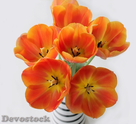 Devostock Tulips Orange Bouquet Sprung
