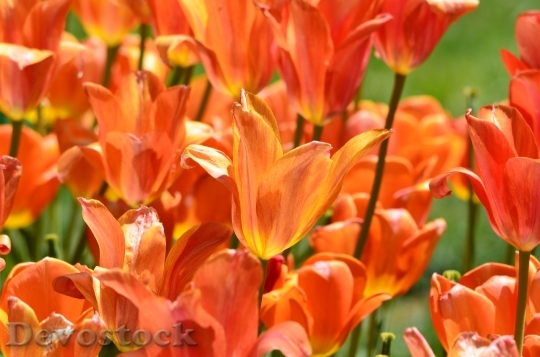 Devostock Tulips Orange Flowers Close