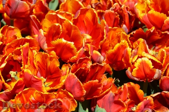 Devostock Tulips Orange Nature Spring