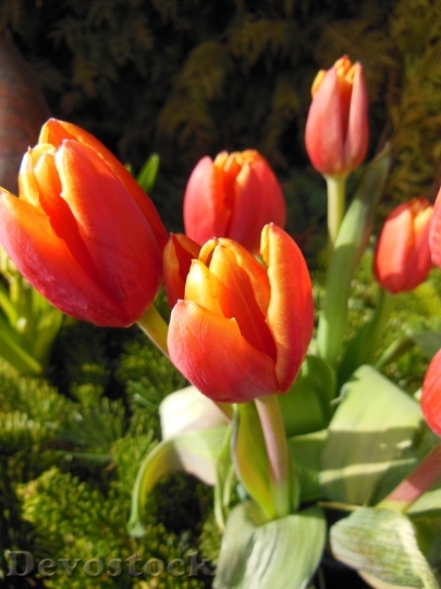 Devostock Tulips Orange Red Spring