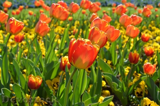 Devostock Tulips Orange Spring 1518885