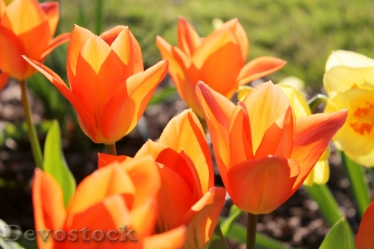 Devostock Tulips Orange Spring Bloom 0
