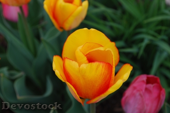 Devostock Tulips Orange Spring Yellow