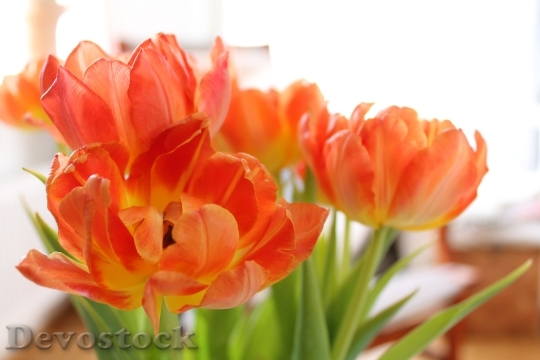 Devostock Tulips Orange Wilting 482394