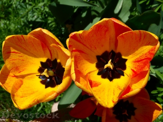 Devostock Tulips Orange Yellow Light