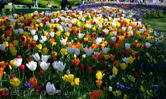Devostock Tulips Park Flowers Blossoms