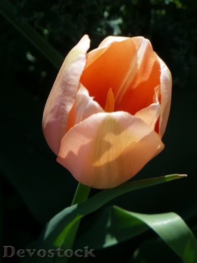 Devostock Tulips Peach Petals Orange