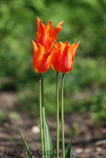 Devostock Tulips Perennial Floral Flower
