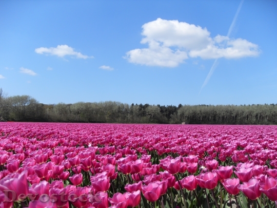 Devostock Tulips Pink Blue Sky