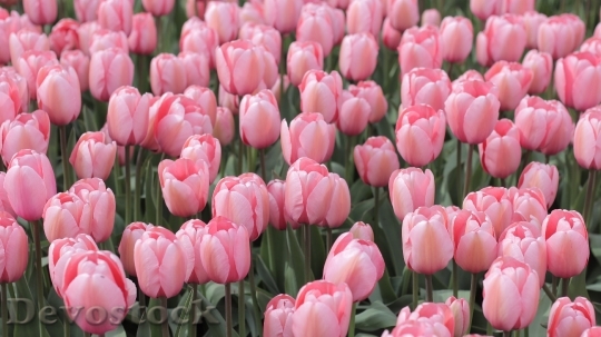 Devostock Tulips Pink Field Spring 0