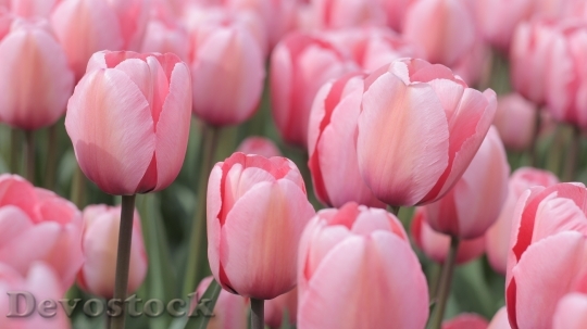 Devostock Tulips Pink Field Spring