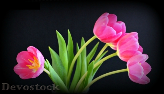 Devostock Tulips Pink Flower Bloom