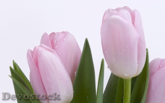 Devostock Tulips Pink Flowers 1277352