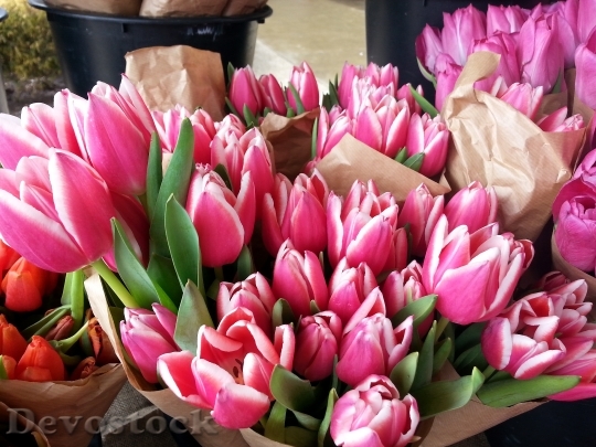 Devostock Tulips Pink Flowers Bouquet