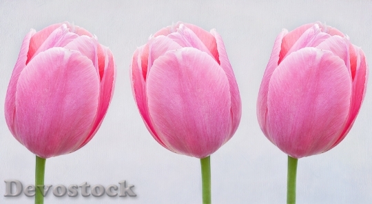 Devostock Tulips Pink Flowers Schnittblume