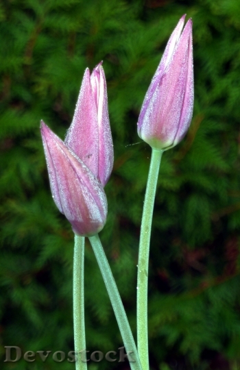 Devostock Tulips Pink Morning Dew