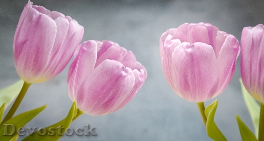 Devostock Tulips Pink Pink Flowers
