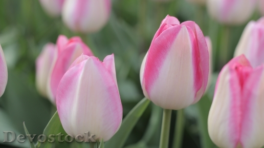 Devostock Tulips Pink Spring 1370120